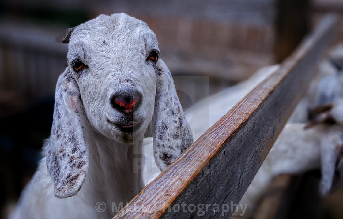 "Goat loves you" stock image