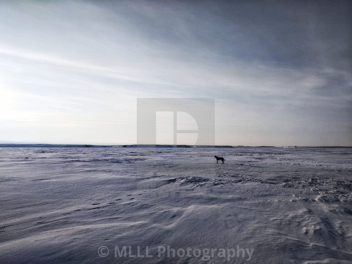 "Dog gone horizon" stock image