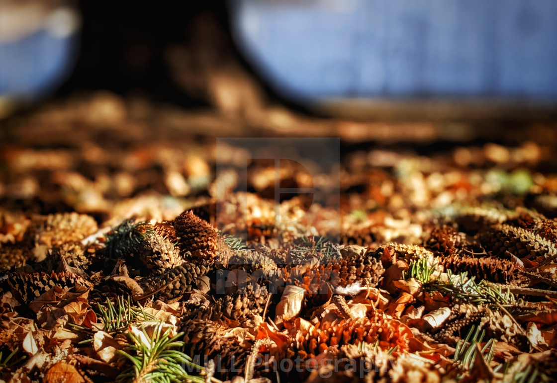 "Crunchy forest floor" stock image