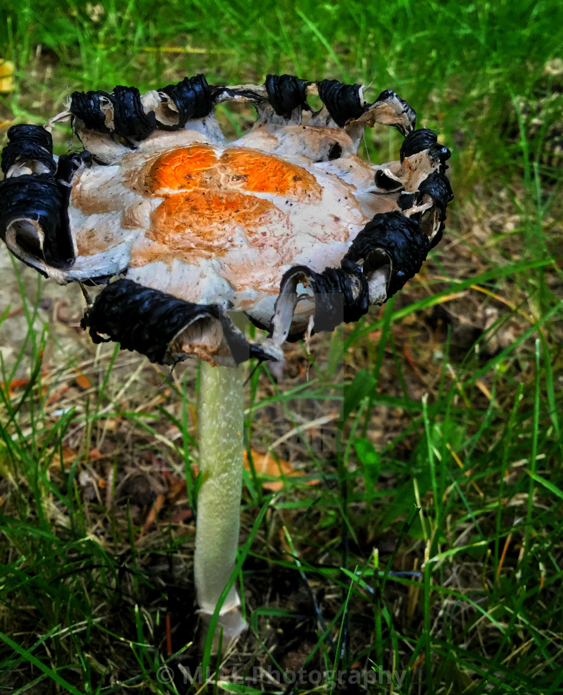 "Mushroom curl" stock image