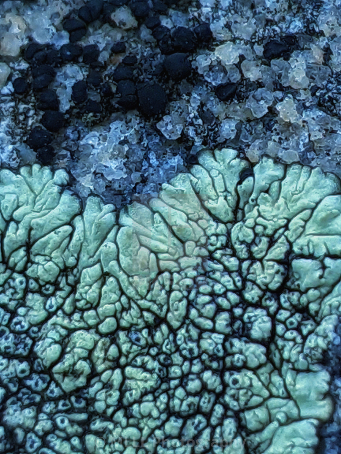 "Lichen seas" stock image