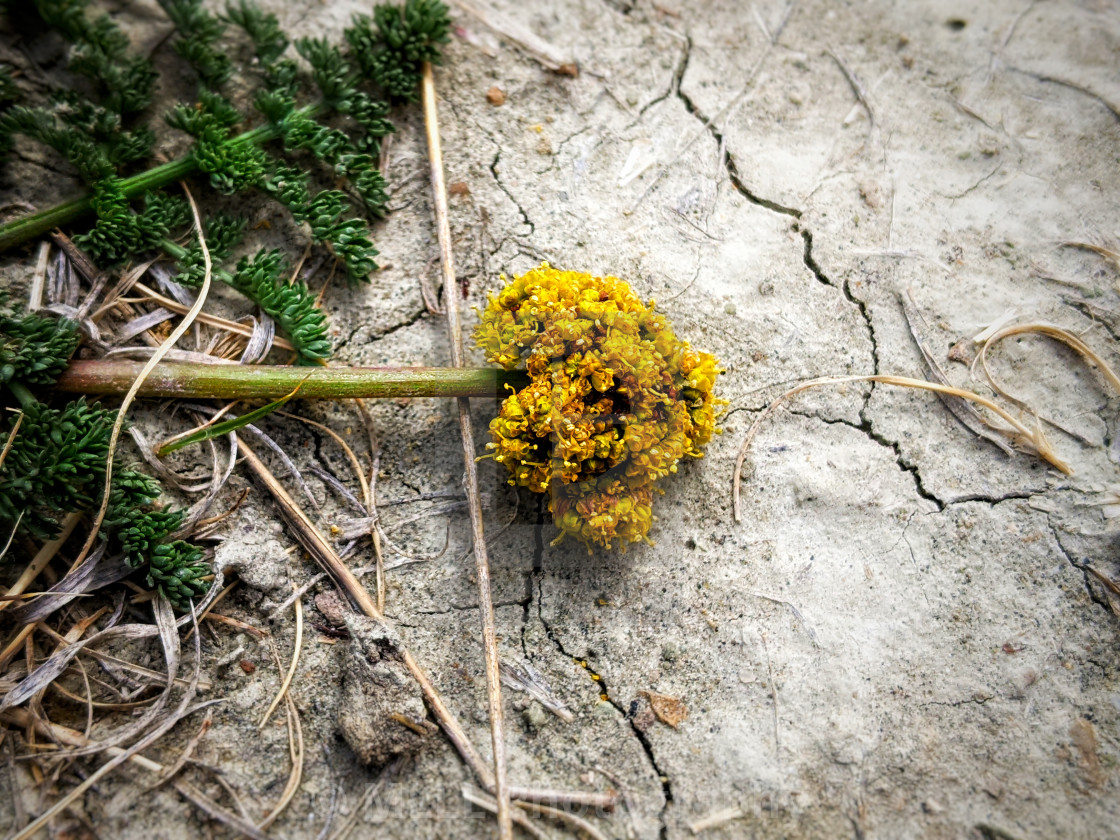 "Carrot blossoms" stock image