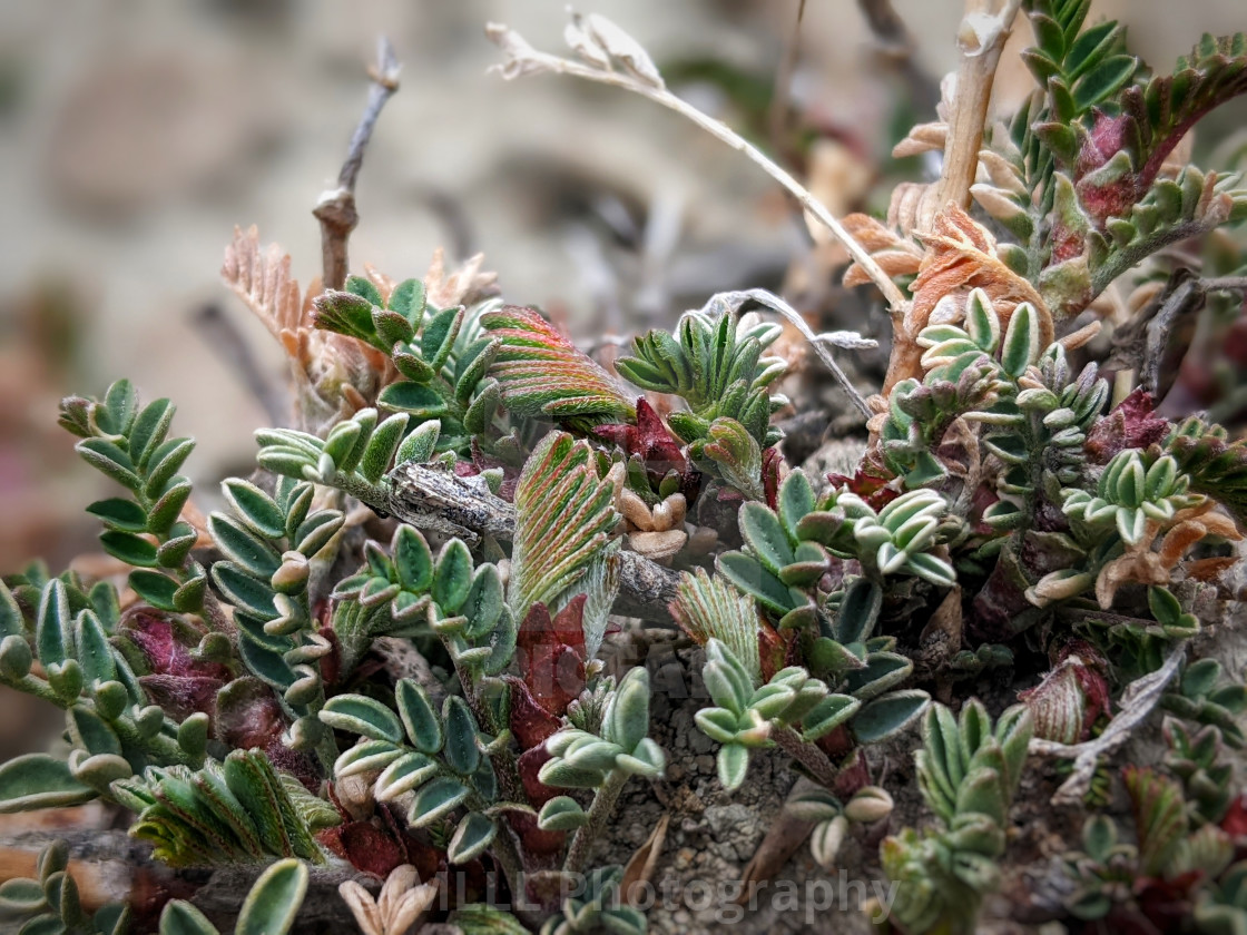 "Nature finds a way" by MLLL Photography - $15.21 "Nature finds a way" stock image