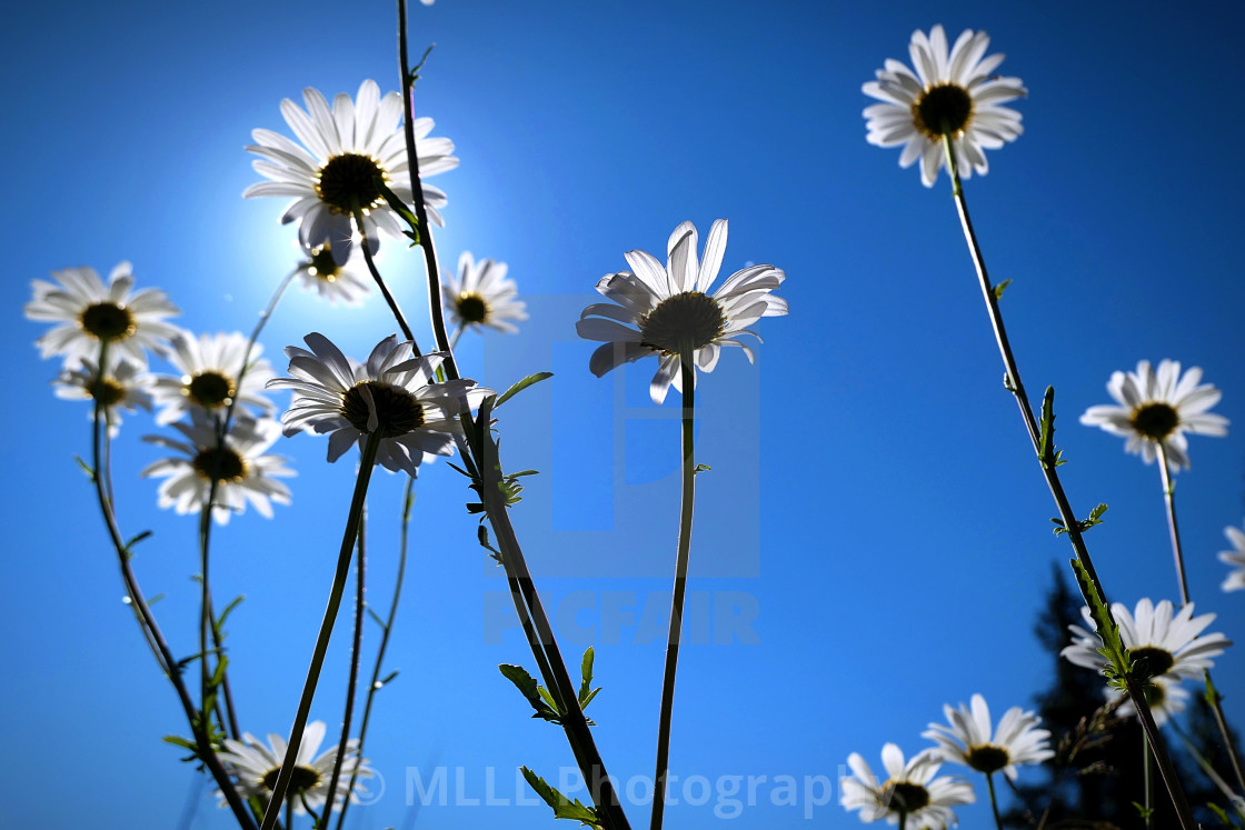 "Burst of daisies" stock image