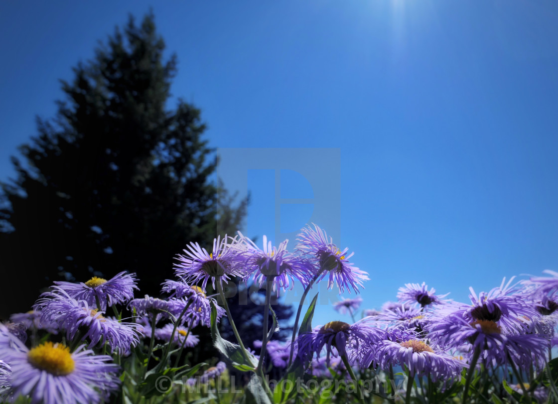 "Mountain flowers" stock image