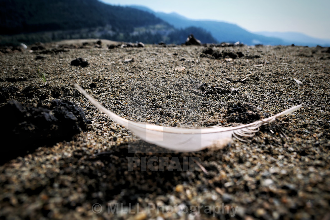 "Feather on the beach" stock image