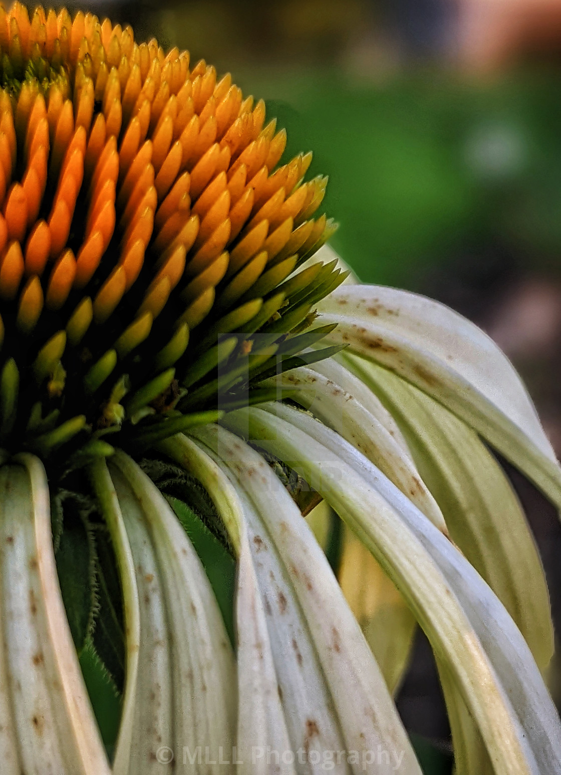 "Rough flower" stock image