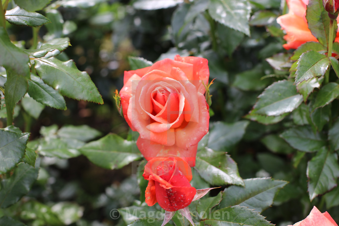 "red rose" stock image