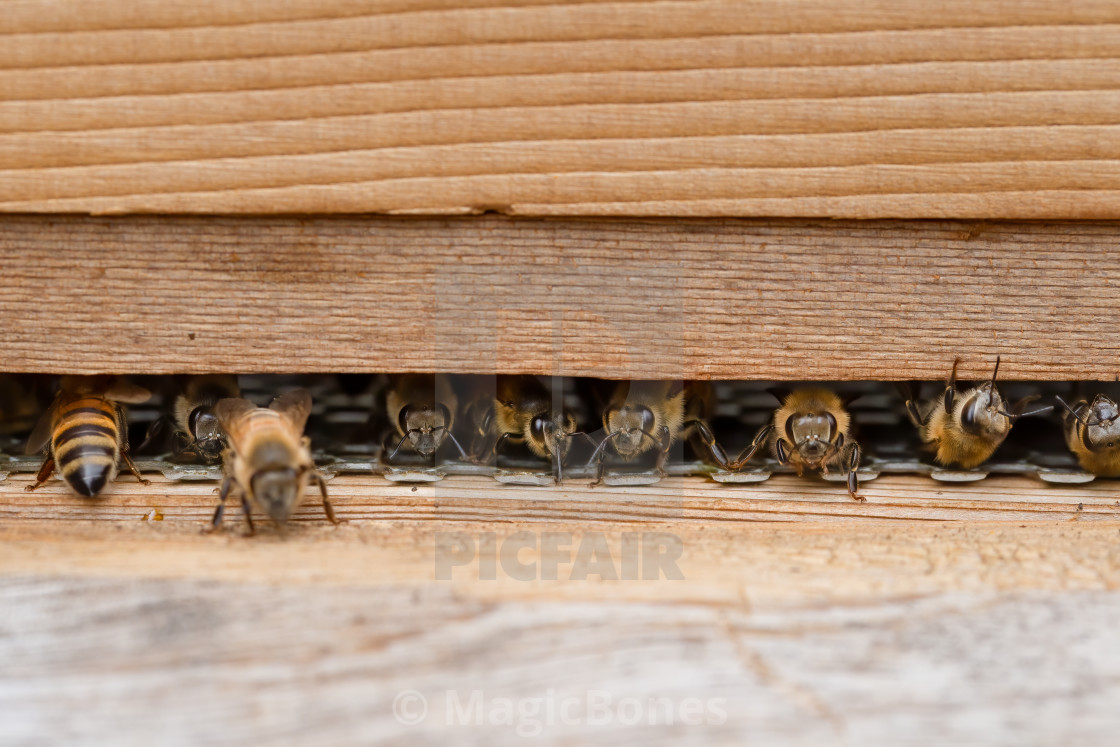 "Bees on a wooden beehive in a UK garden" stock image