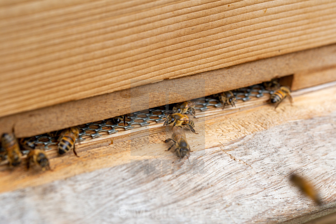 "Bees on a wooden beehive in a UK garden" stock image