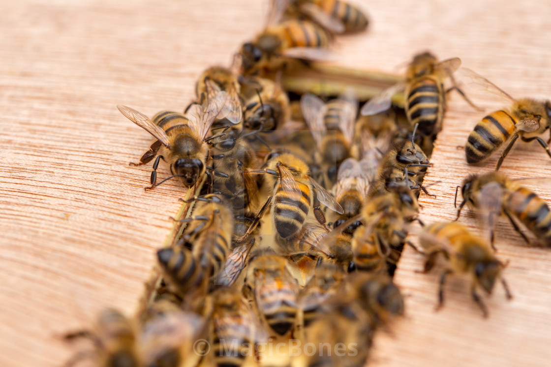 "Bees on a wooden beehive in a UK garden" stock image