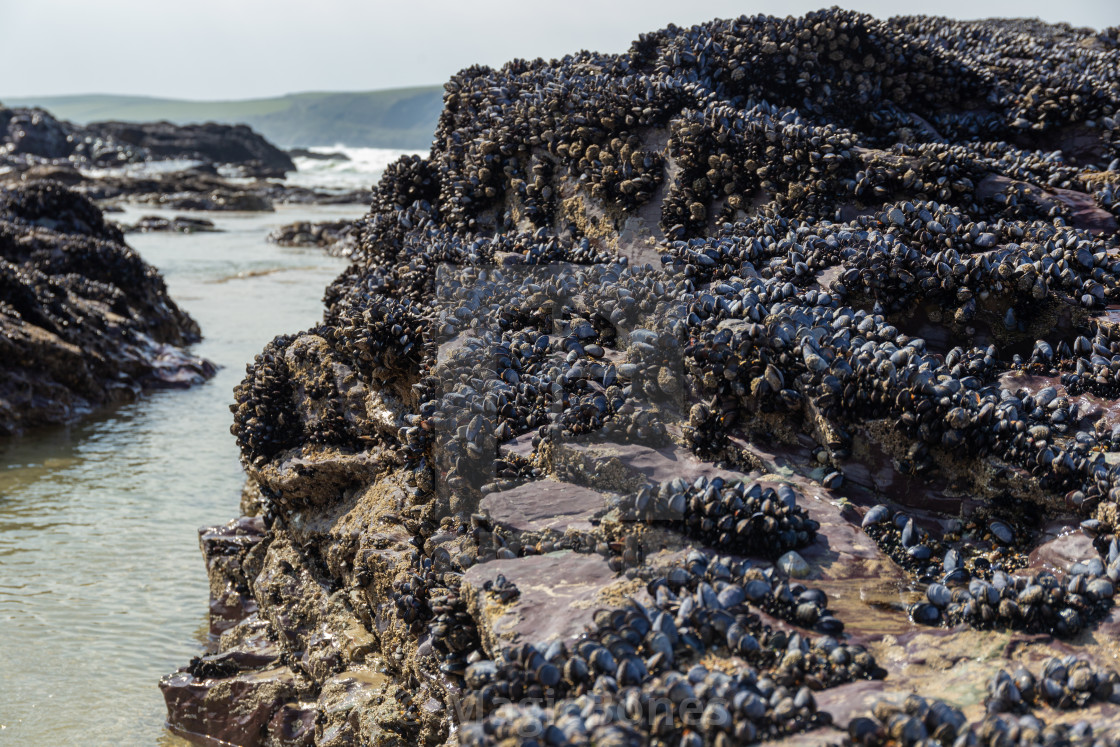 "Wild blue mussels, Mytilus edulis, on the rocks in Cornwall, UK" stock image