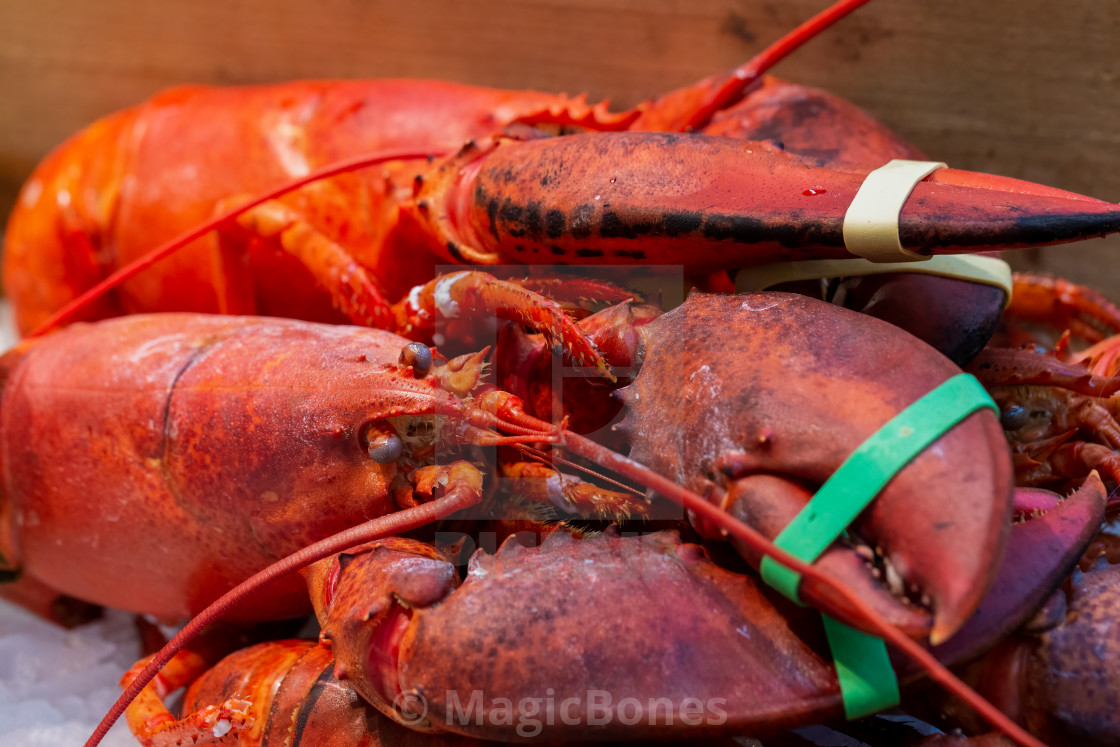 "Pile of live lobsters on ice in a seafood market" stock image