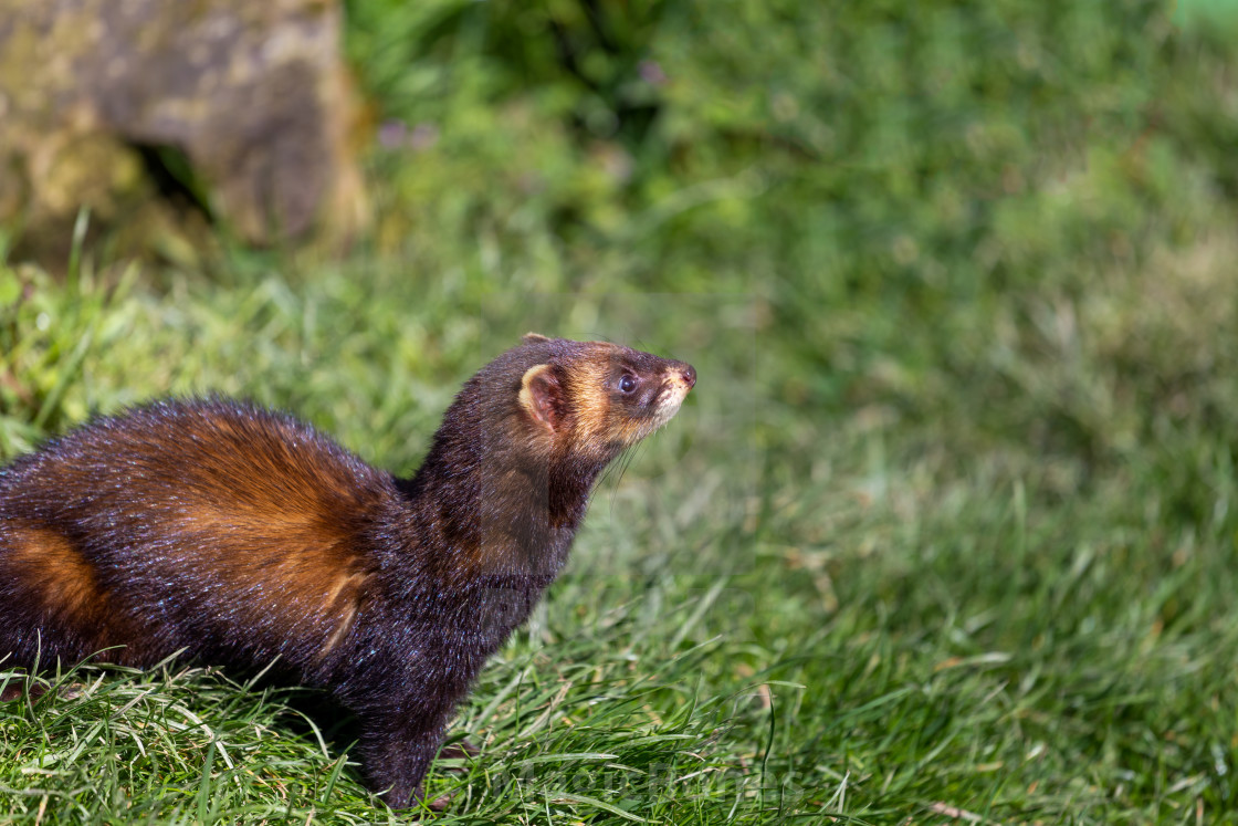 "European polecat, Mustela putorius" stock image