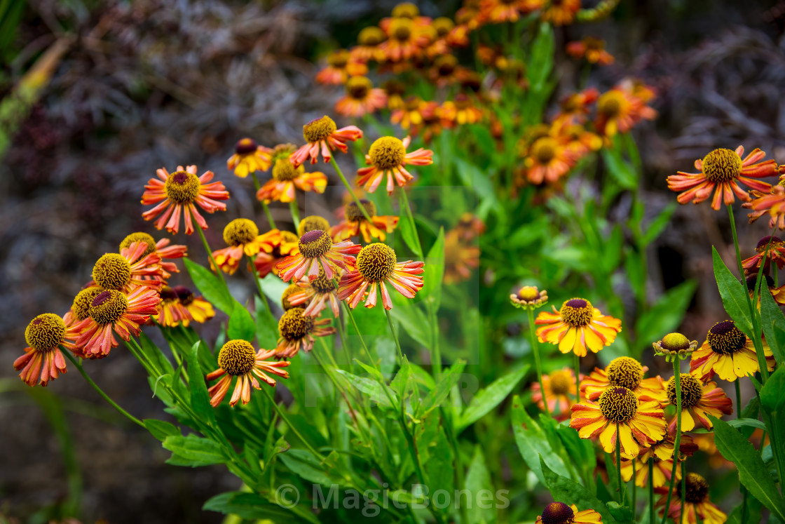 "Bee on Helenium flowers" stock image