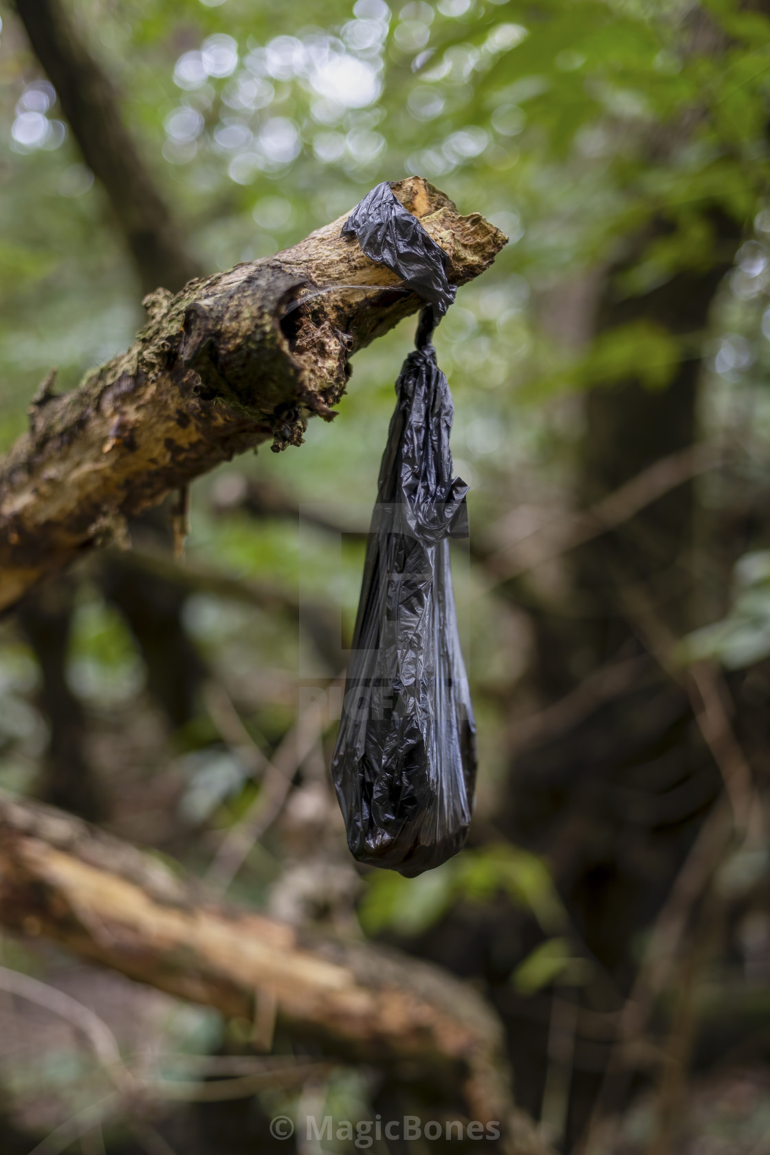 Dog poo waste hanging from a tree in a black plastic bag Stock Photo