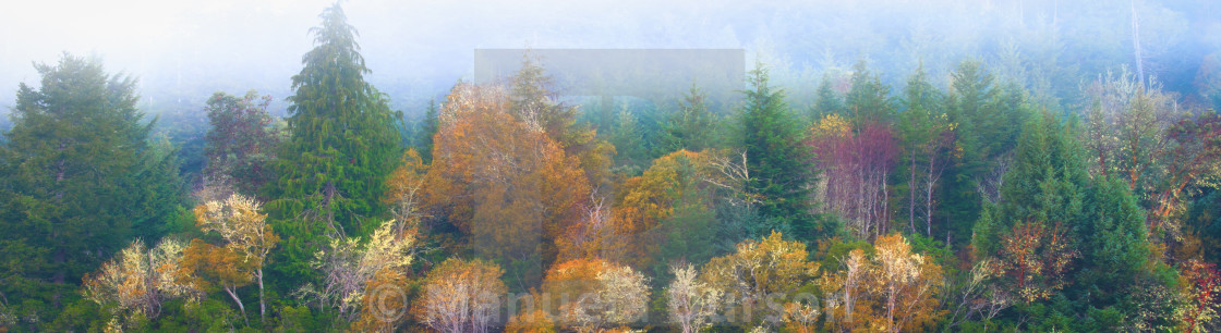 Oregon Forest Panorama Banner Wallpaper License Download Or