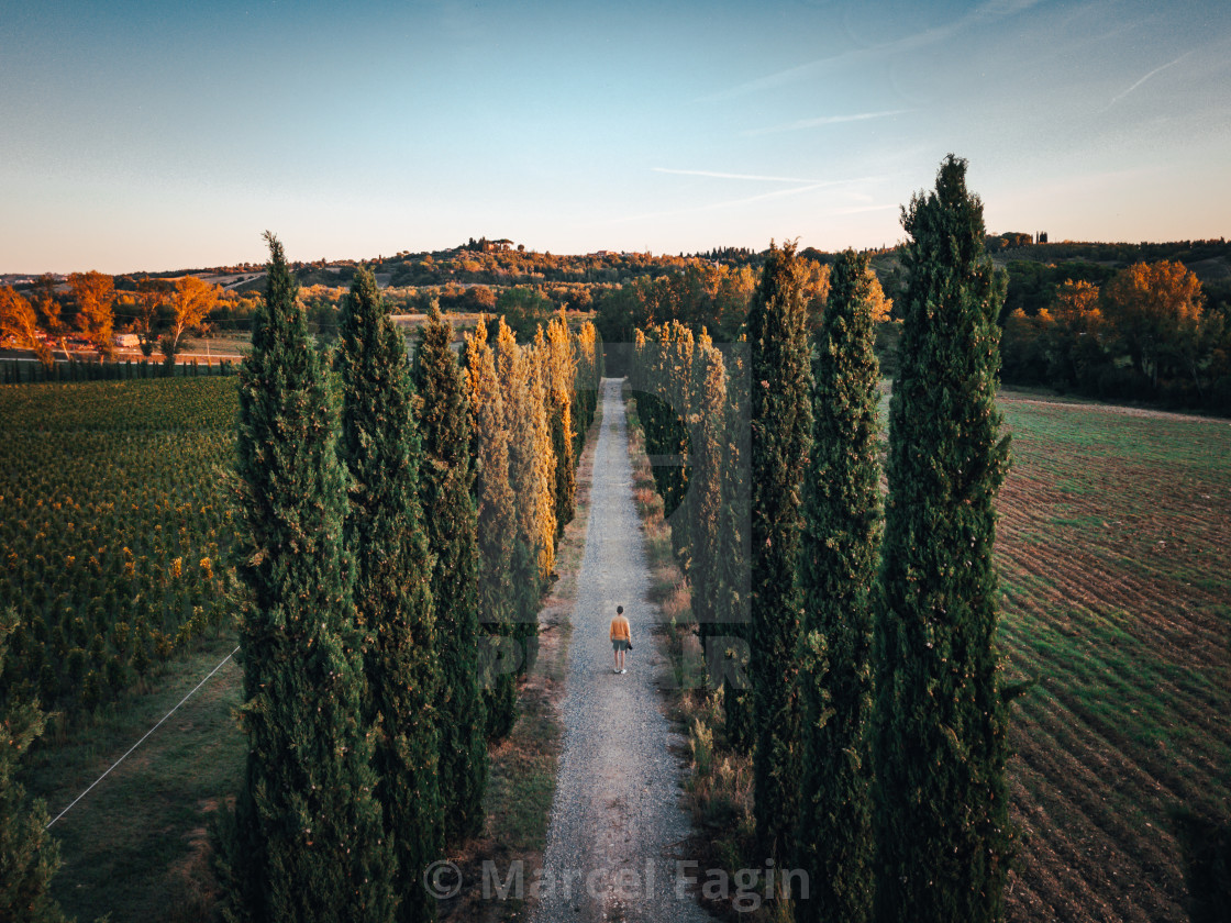 "Cypress Trees in Tuskany Italy" by Marcel Fagin - $30.82 "Cypress Trees in Tuskany Italy" stock image