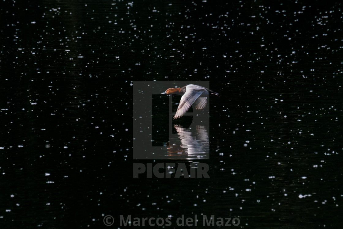 "Common pochard diving duck flying" by Marcos del Mazo - $18.47 "Common pochard diving duck flying" stock image