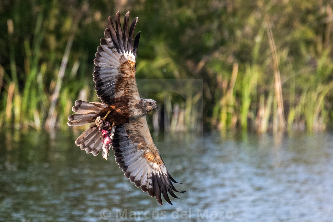 "Western marsh harrier hunting a rabbit" by Marcos del Mazo - $18.47 "Western marsh harrier hunting a rabbit" stock image
