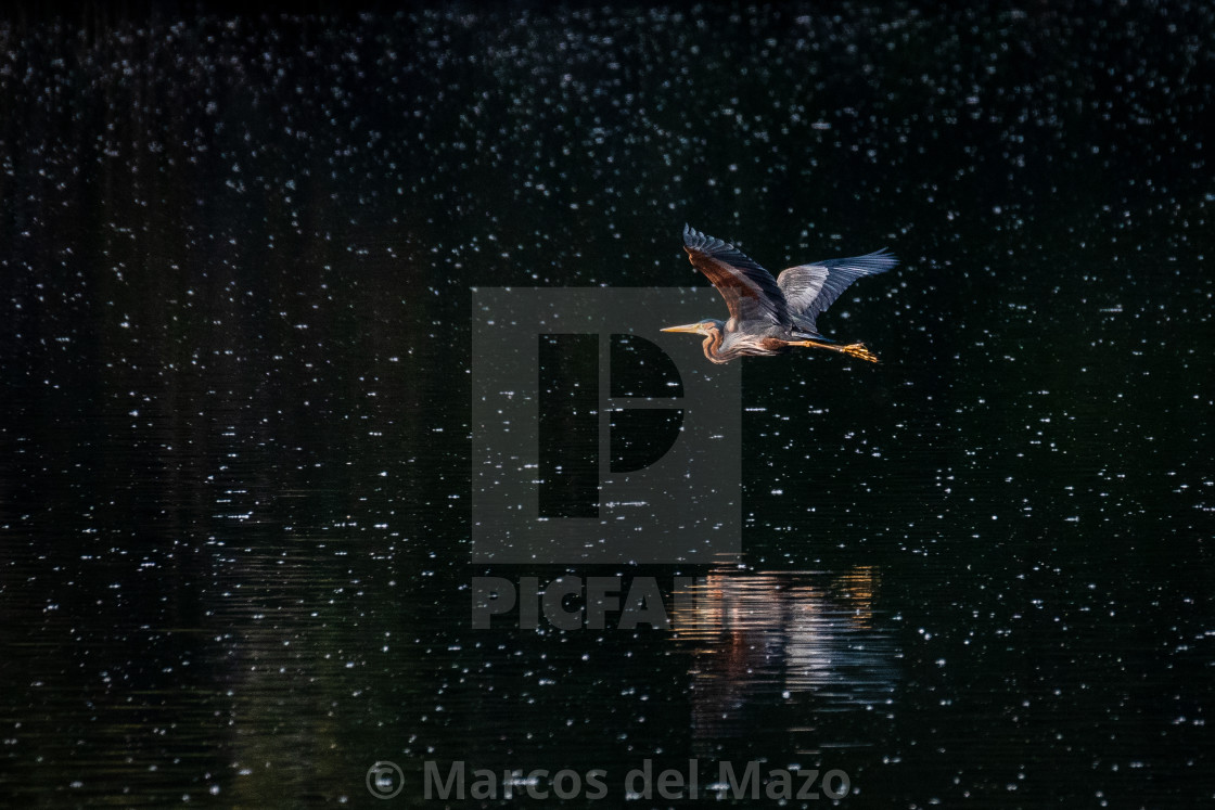 "Purple heron flying" stock image