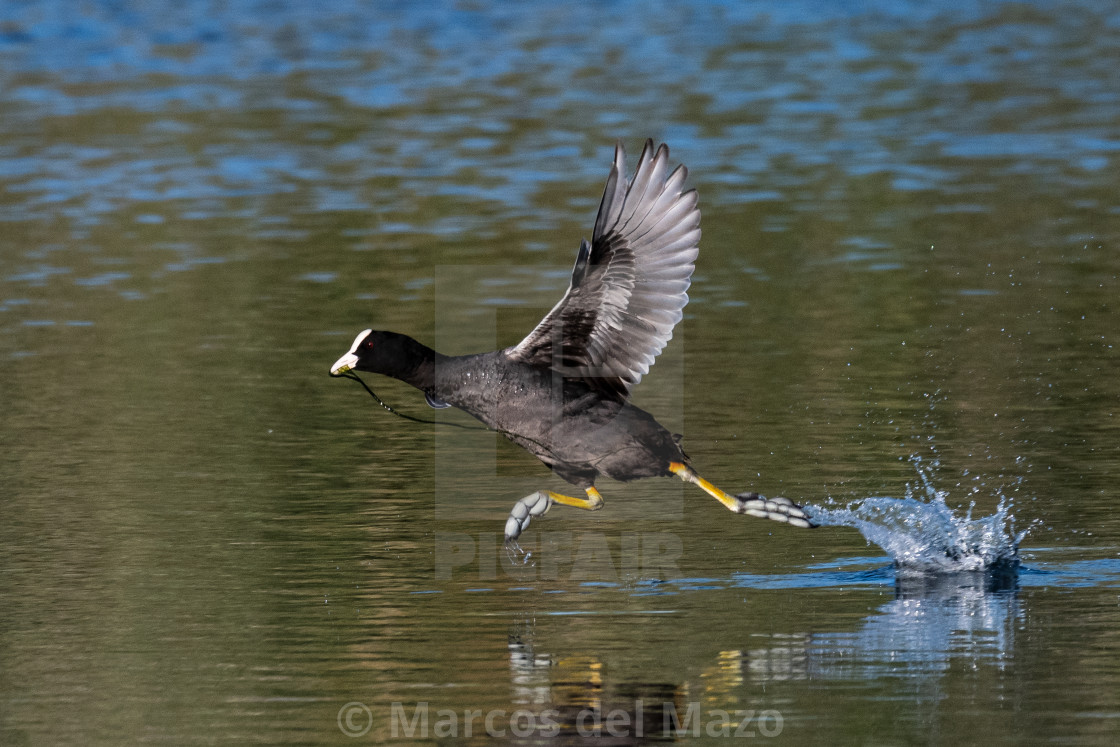 "Eurasian coot running across the water surface" by Marcos del Mazo - $18.47 "Eurasian coot running across the water surface" stock image