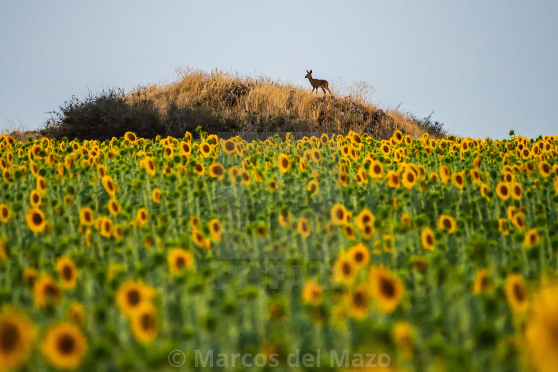 "Roe Deer in a sunflowers field" by Marcos del Mazo - $29.25 "Roe Deer in a sunflowers field" stock image