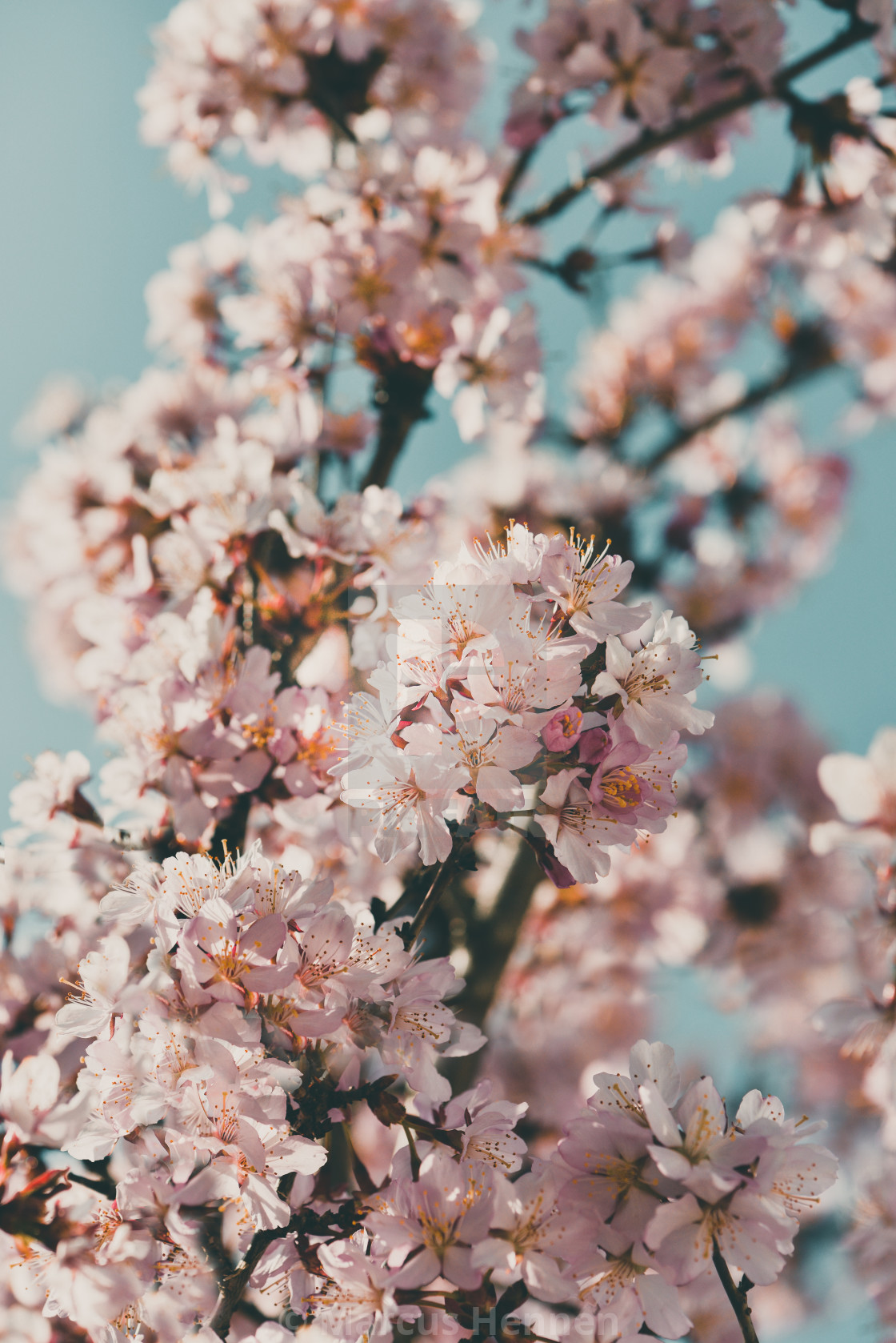 "Cherry tree" stock image