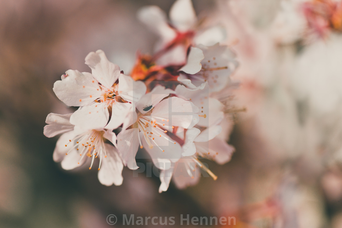 "A single cherry blossom branch" stock image