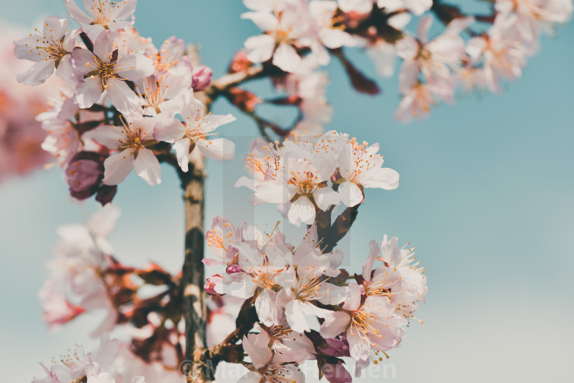 "Cherry blossom and sky" stock image