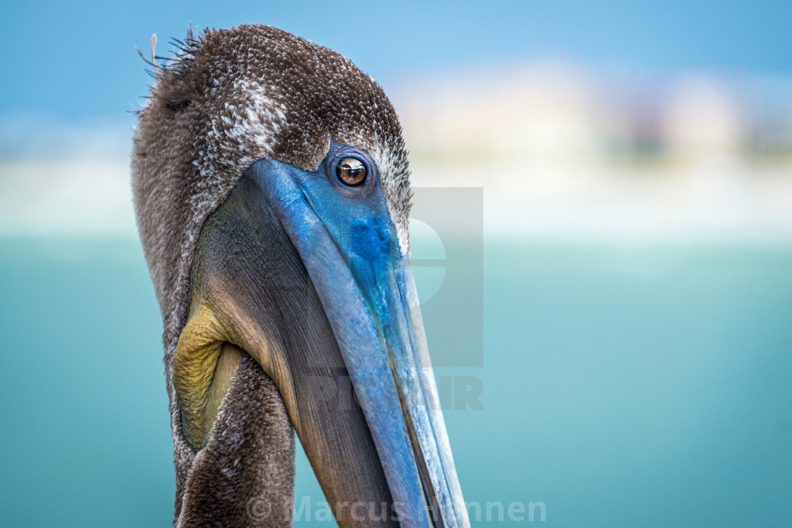 "Pelican portrait" stock image