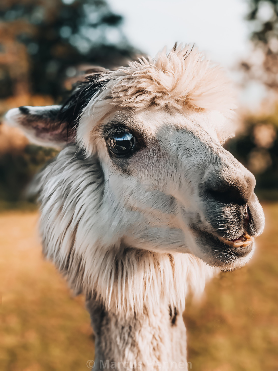 "Theo the Alpaca" stock image