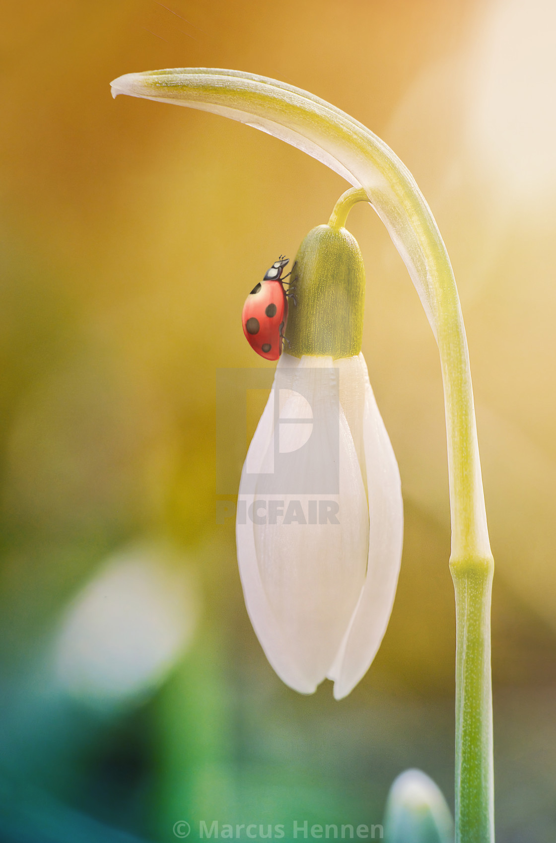 "Ladybug on a white blossom" stock image