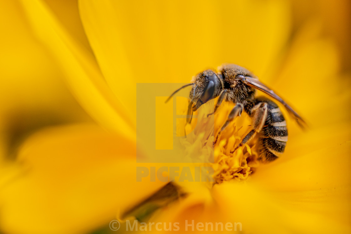 "Just a bee" stock image