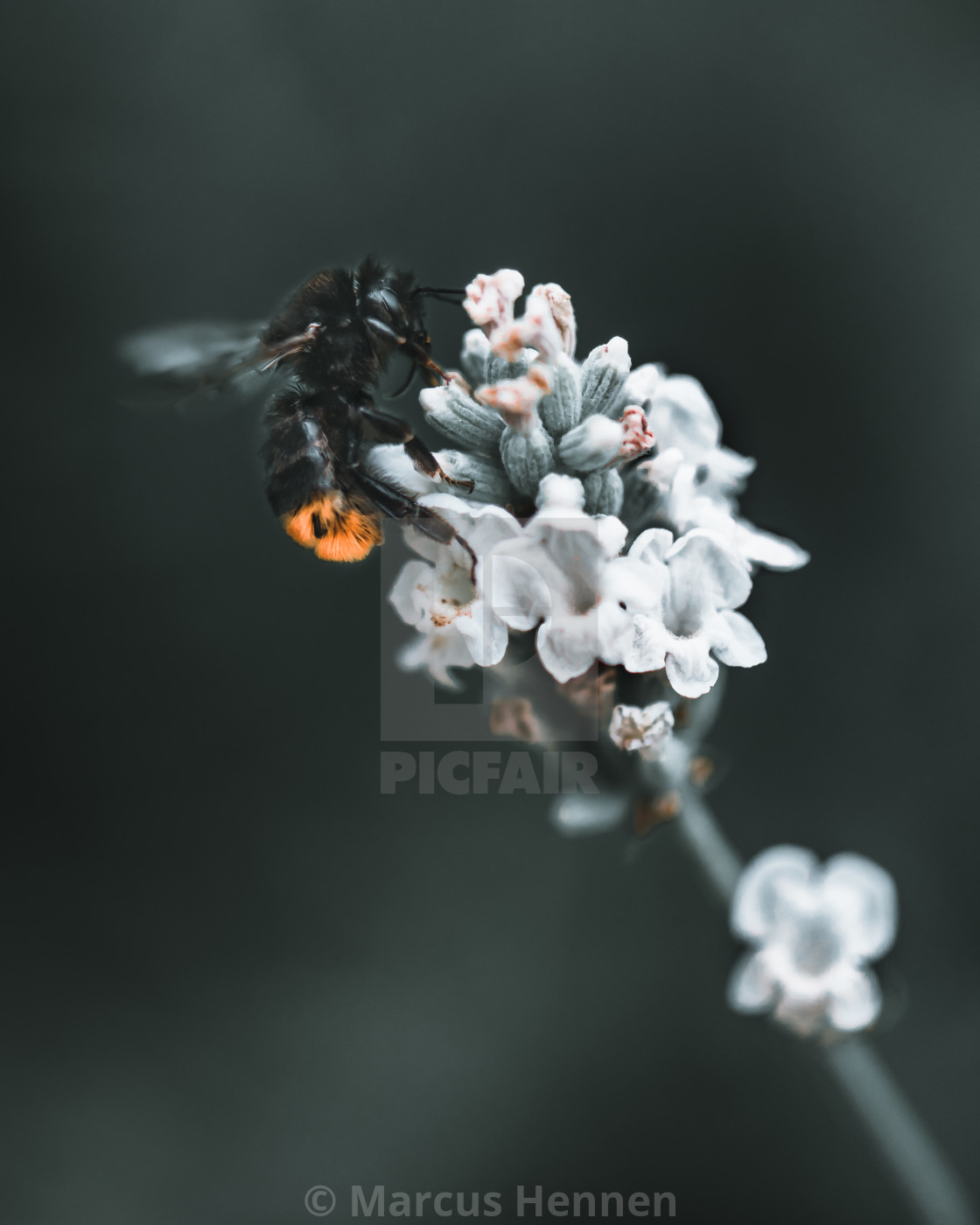 "Bumble bee" stock image