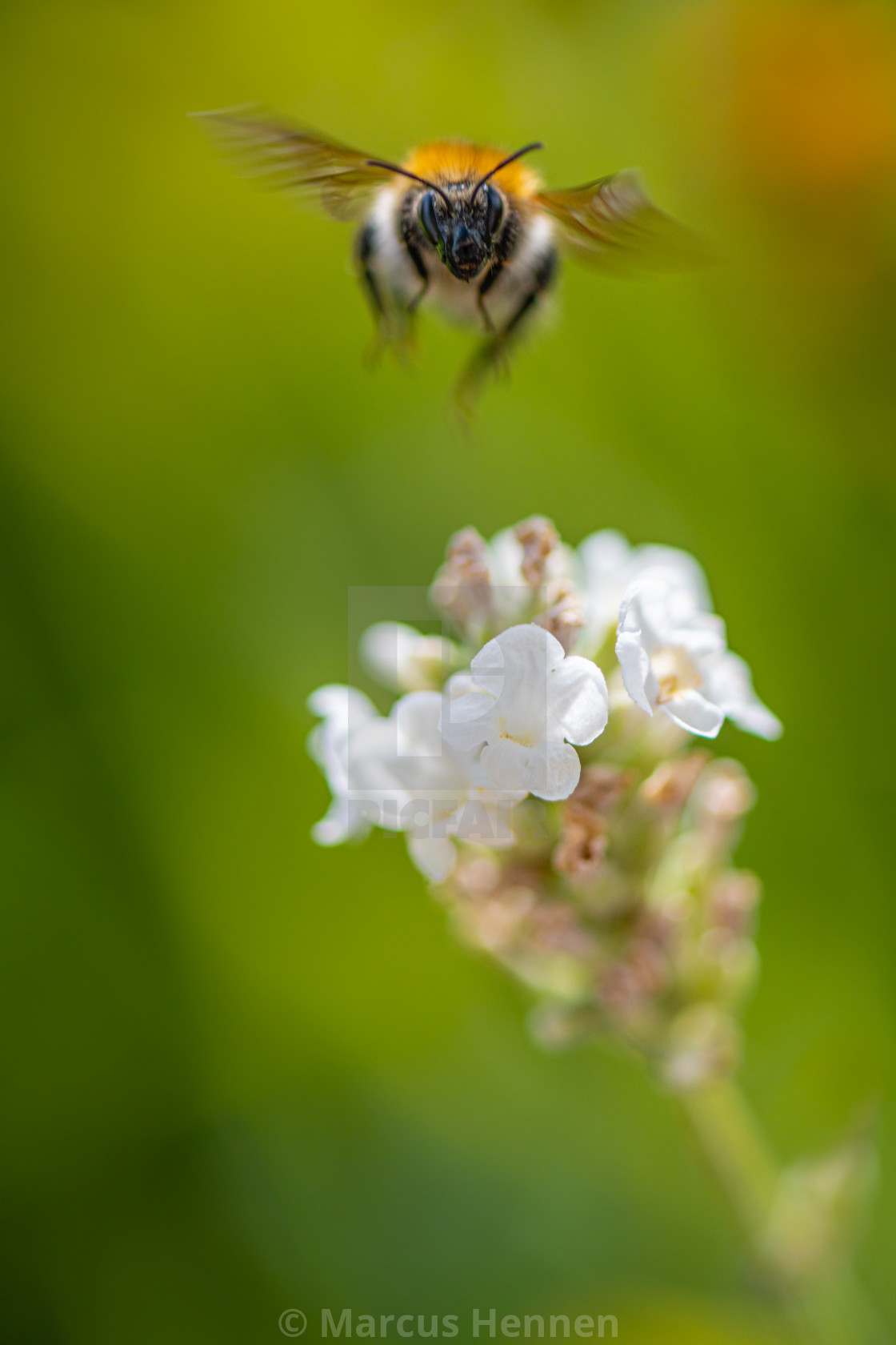 "Bumble bee in-flight" stock image