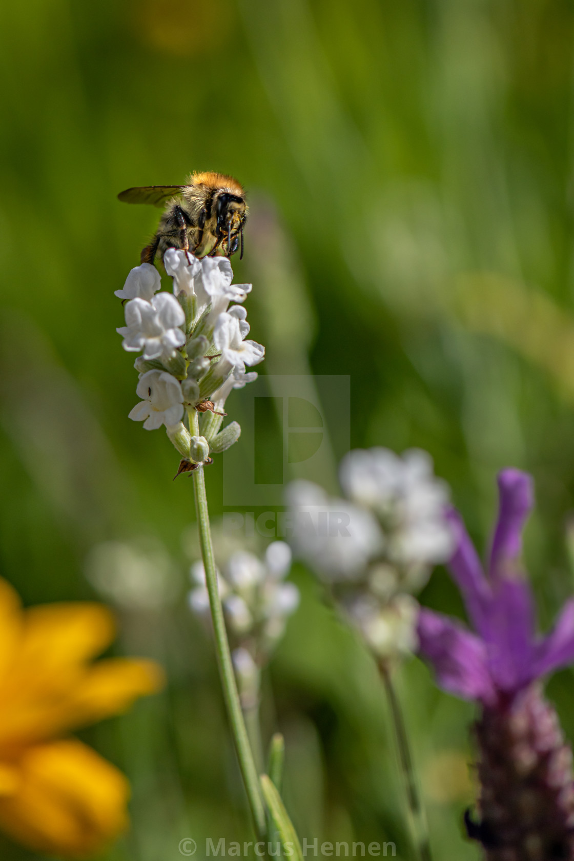 "Bumble bee on a white lavender" stock image