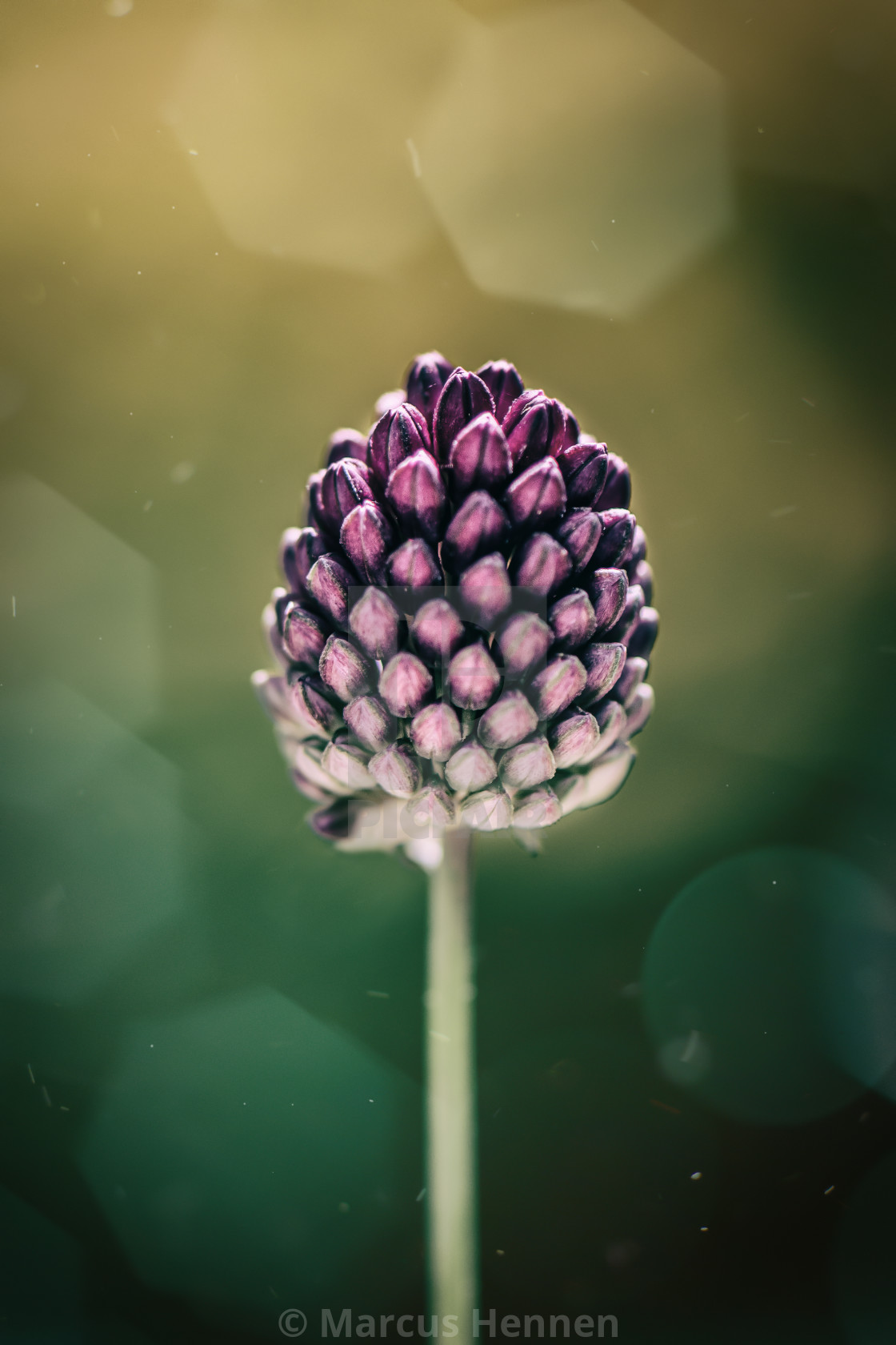 "Round-headed leek" stock image