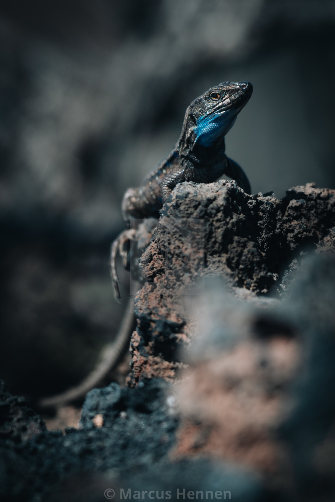 "Western Canary Lizard" stock image