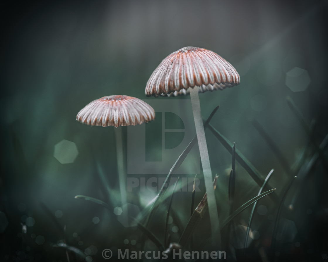 "Moody mushrooms" stock image