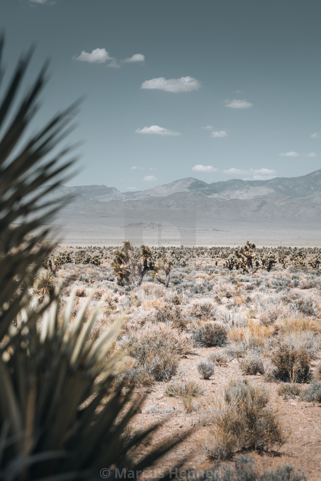 "Nevada Desert" stock image