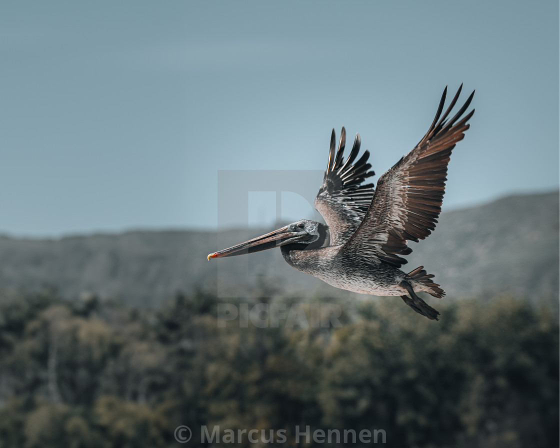 "Pelican" stock image