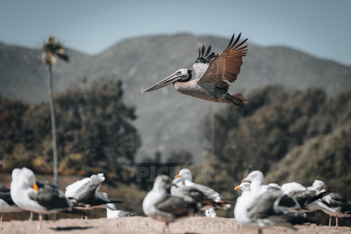 "California wildlife" stock image