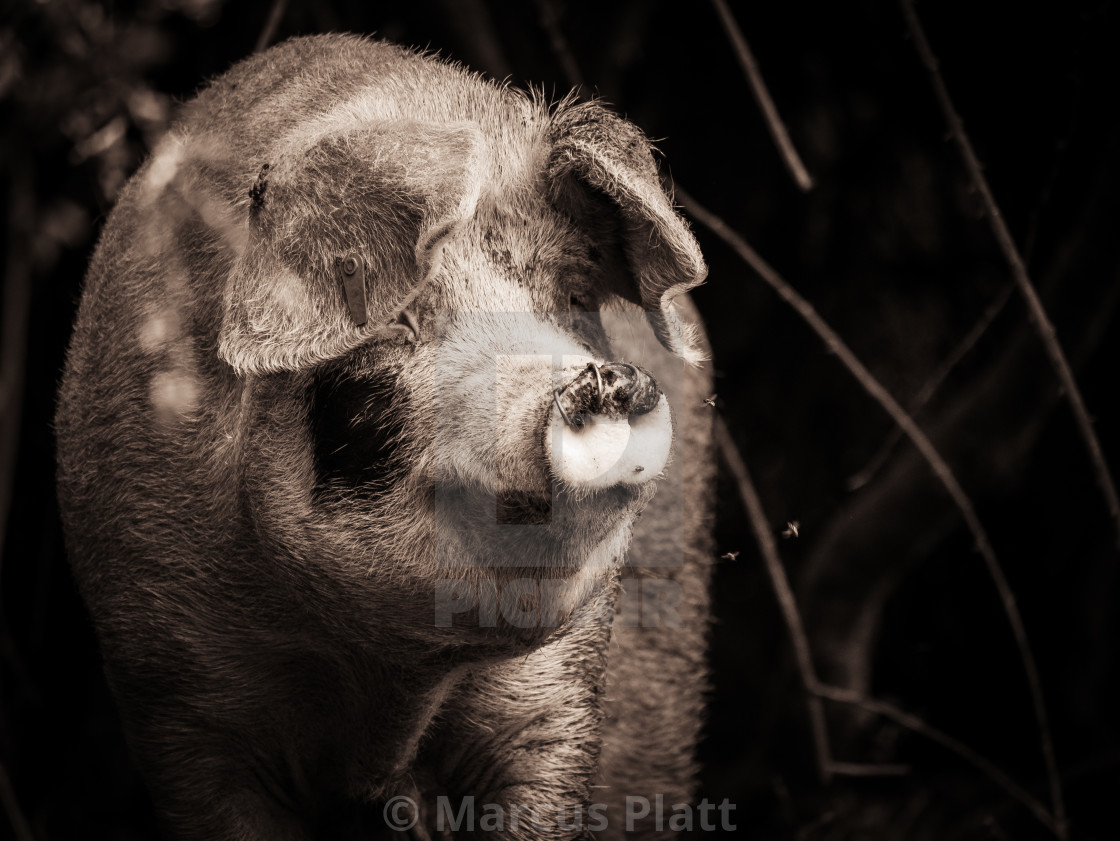 "New Forest Pig" stock image