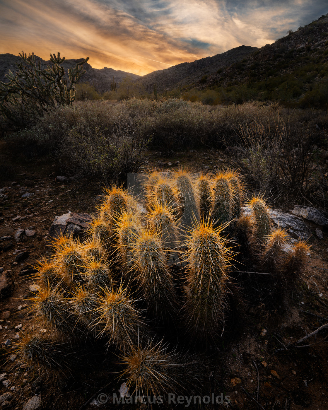 "Sunset over Cholla" stock image