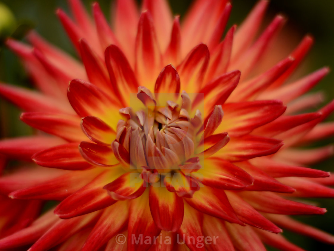 "Burning Dahlia" stock image