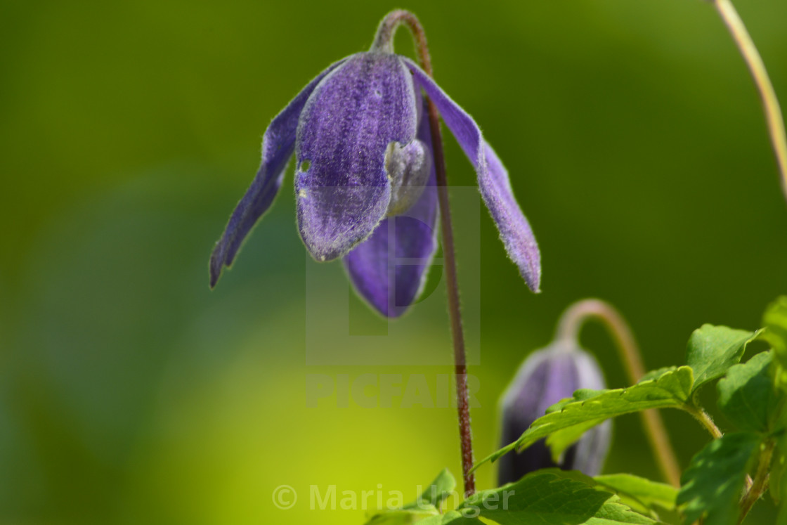 "A purple shy beauty" stock image