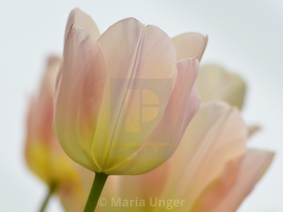 "Tulips" stock image