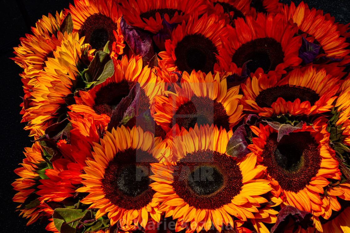 "cut sunflowers in bunch" by Marie Kazalia - $15.44 "cut sunflowers in bunch" stock image