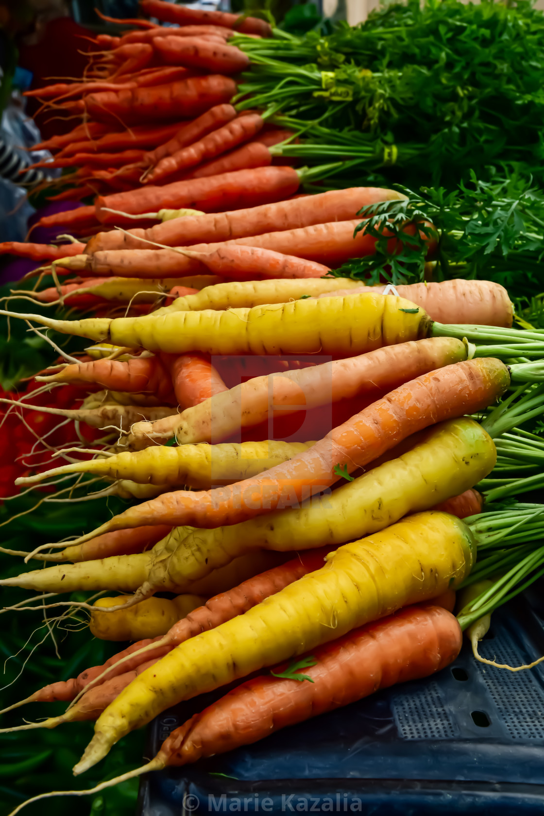 "yellow and orange carrots with green leafy tops" by Marie Kazalia - $15.44 "yellow and orange carrots with green leafy tops" stock image